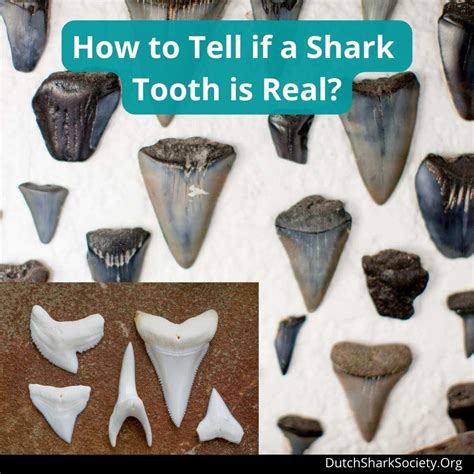 pictures of every shark tooth.